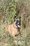 MALINOIS 297